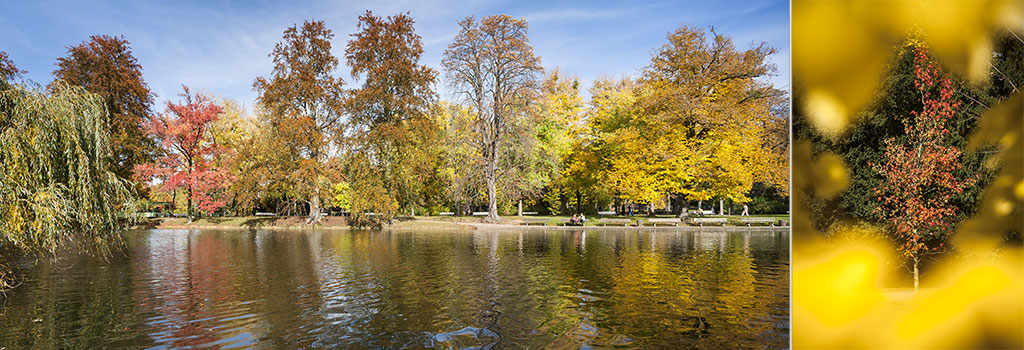 2 photographies de paysage d'automne dans un parc arboré